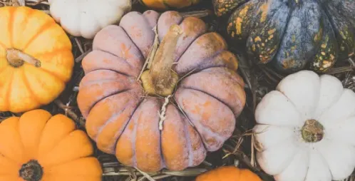 Entering the Tasty Season: Fall Food Safety Tips